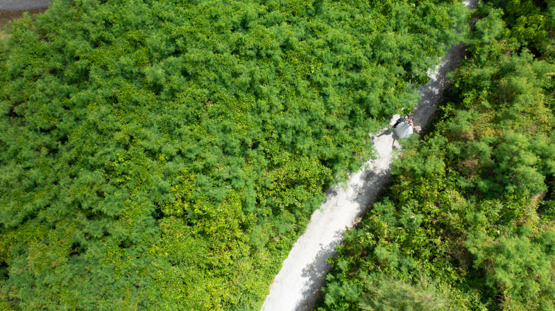 見渡す限り緑一色！