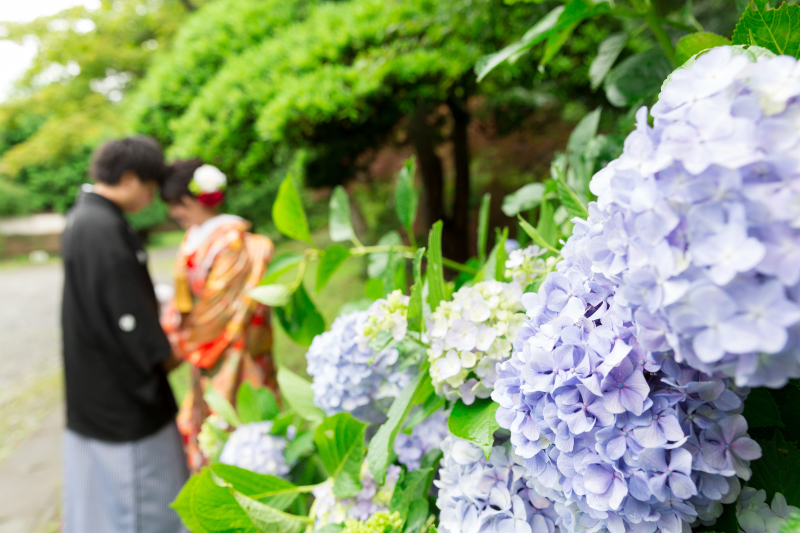 紫陽花の時期での撮影