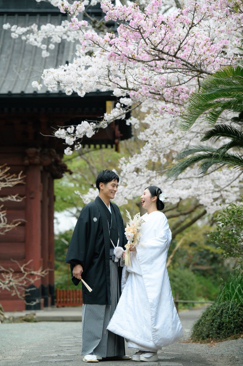 《 妙本寺のソメイヨシノ》