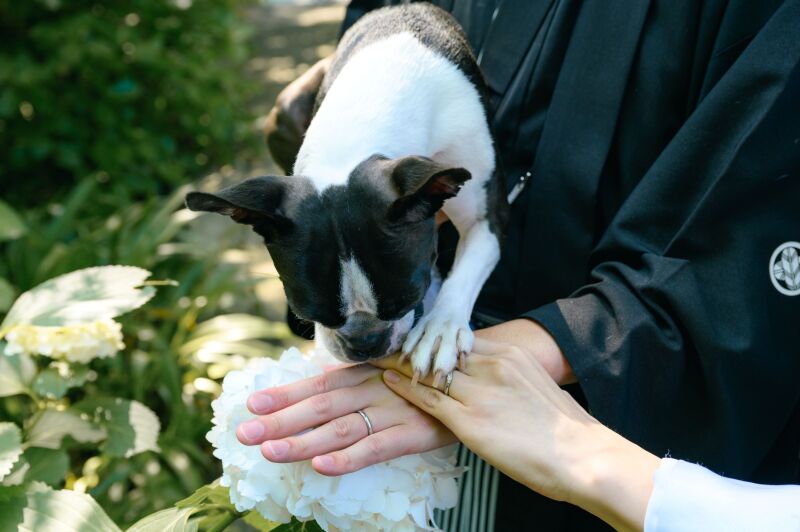 紫陽花が咲き始めました！