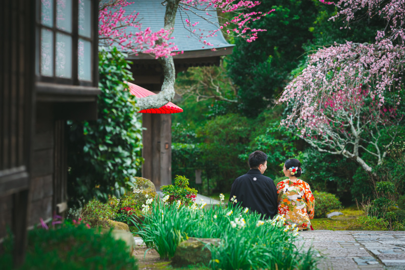 梅が綺麗に咲いています
