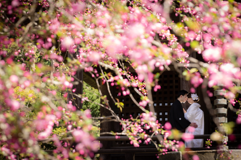 海棠の濃いピンク色に囲まれて。
