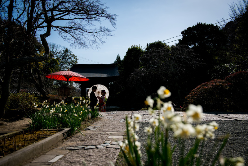 水仙のお花が咲いています
