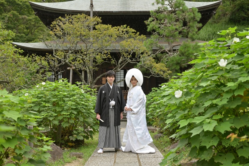 白色の芙蓉の花が咲き始めていました。