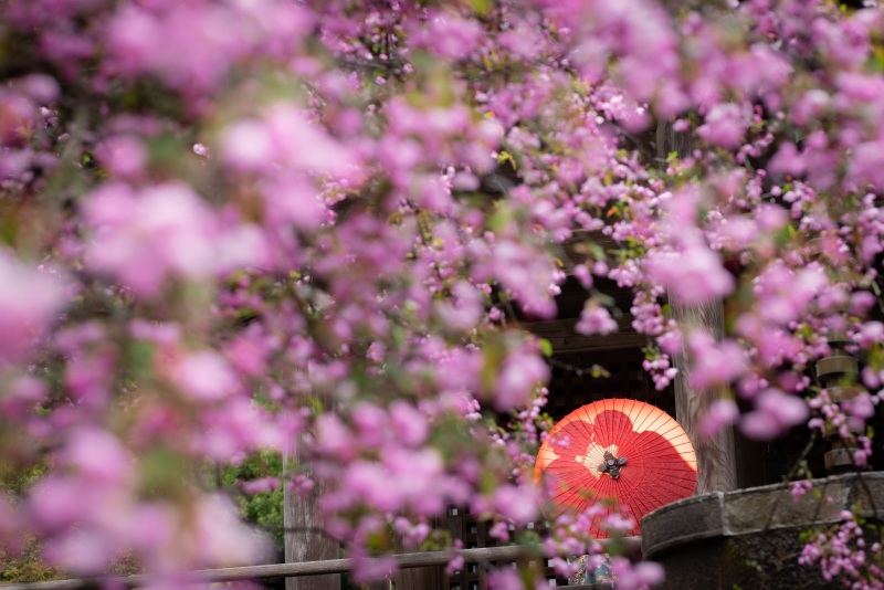 こぼれんばかりの花に囲まれたお二人のシルエット。