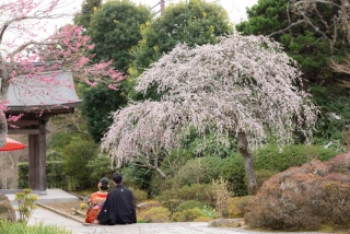 3月の弐点プラン～海蔵寺＆妙本寺～
