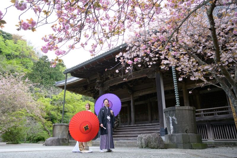 カイドウが見頃を迎えてました。
