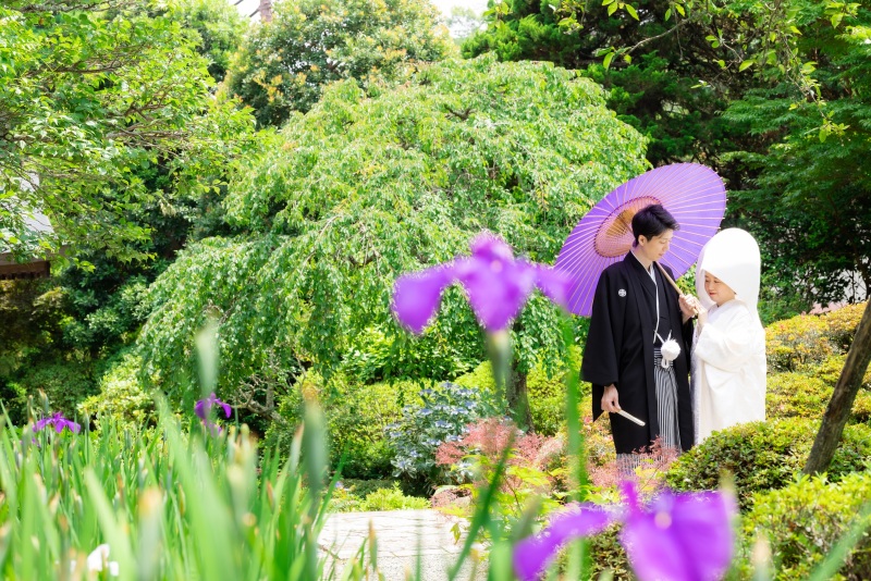 華菖蒲もきれいでした。