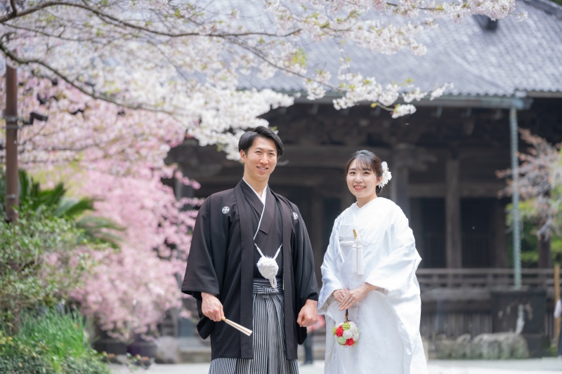 桜と寺院のコントラストが綺麗です