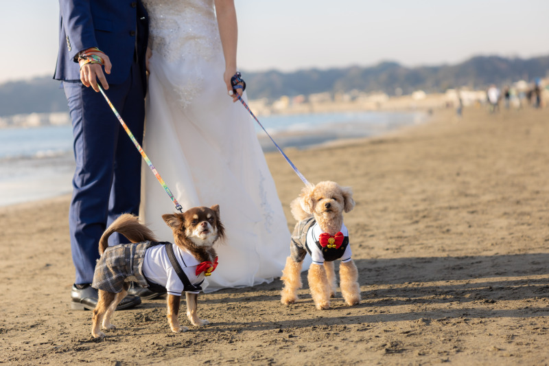 華雅苑 鎌倉店_ペットと一緒に撮影できる