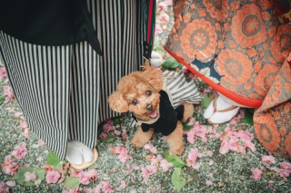 ペットとの撮影