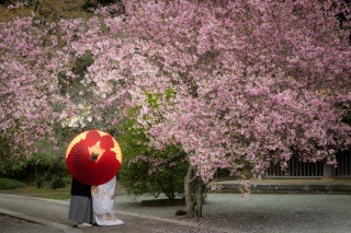 華雅苑　鎌倉店_『陽春/桜や海棠』3月下旬～4月上旬
