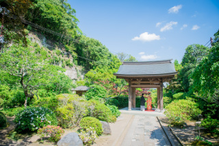 華雅苑　鎌倉店_『初夏/紫陽花』6月中旬～7月上旬