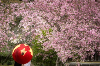 【和装1着】桜の時期♪3/26~4/10★10組様アルバムプレゼント♪鎌倉市内の寺院で撮影 衣裳差額無し・美容・データ130枚付