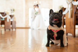 大切なペットとのフォト婚♪