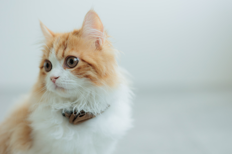 ワンちゃん以外も大歓迎です！