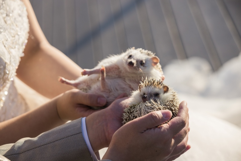 ワンちゃん以外も大歓迎です!
