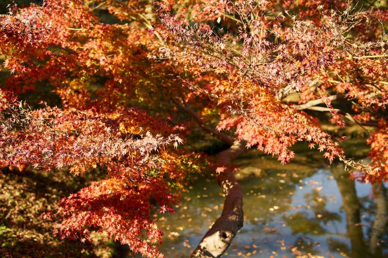 ◇紅葉早割11/15～12/15撮影キャンペーン◇和装三渓園申＋洋装大桟橋ロケーション60分撮影プラン≪申請料・移動費込み≫