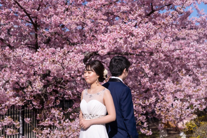 満開の桜の木の下で