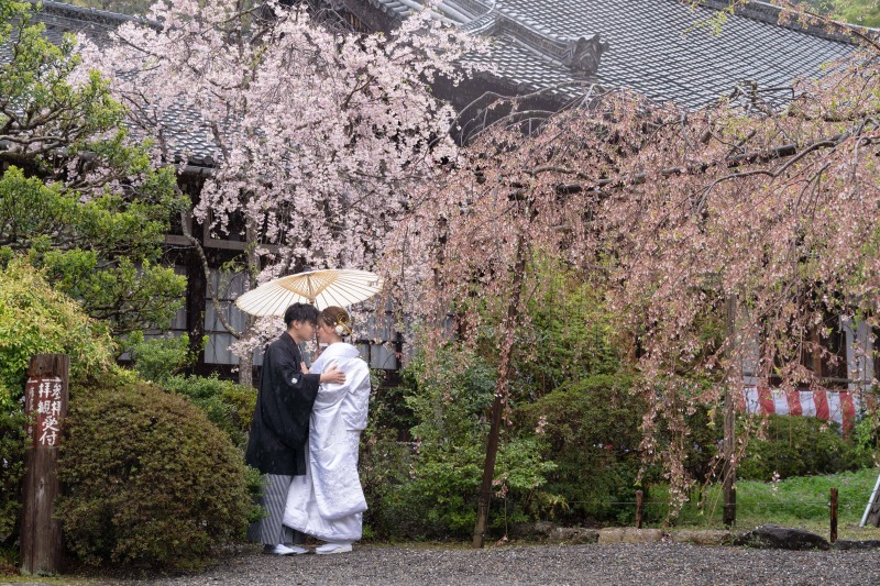 美しい枝垂れ桜