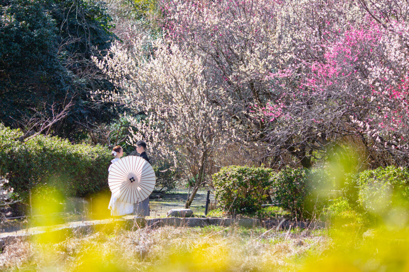 色とりどりの梅が咲き乱れる