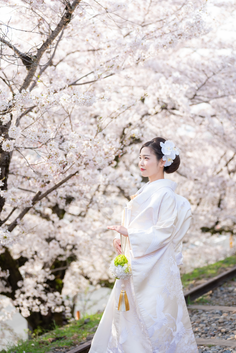 白無垢と桜