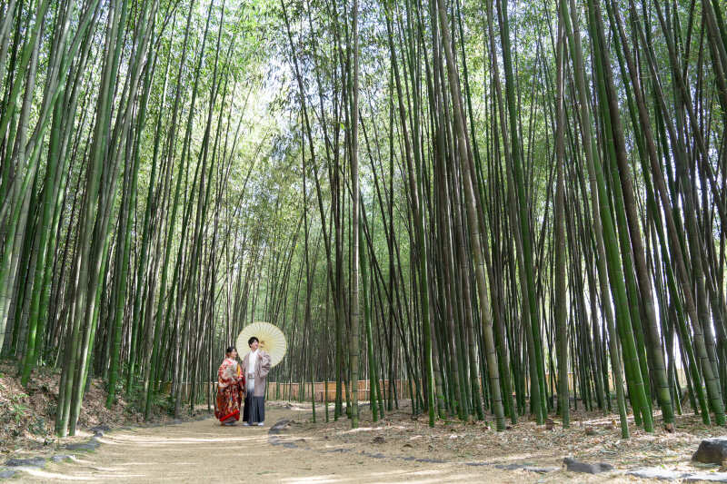 竹林エリアで風情あるお写真を