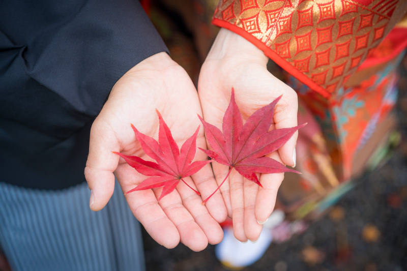 モミジをひらって