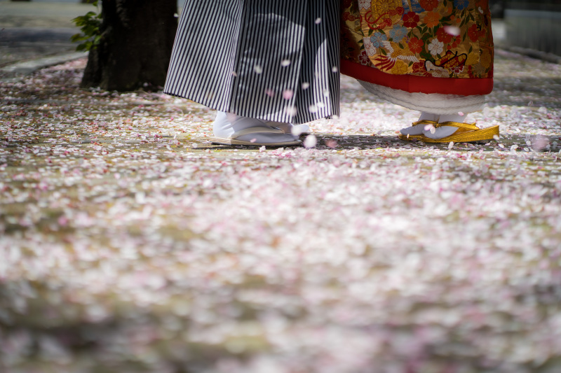 桜吹雪