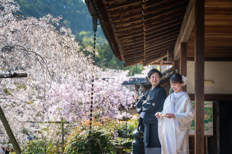 ソメイヨシノと枝垂れの饗宴