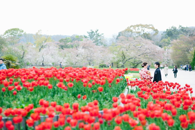 チューリップの中で。