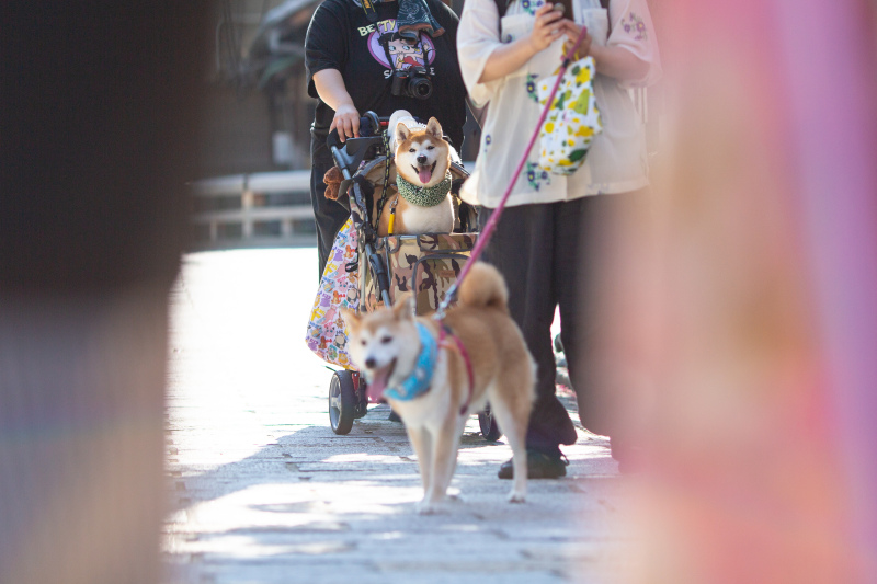 ご家族とワンチャンも一緒