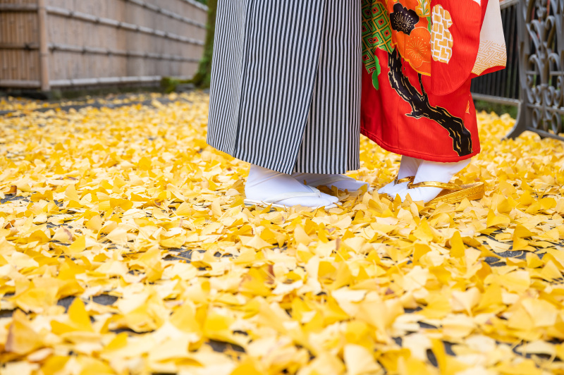 銀杏の絨毯！