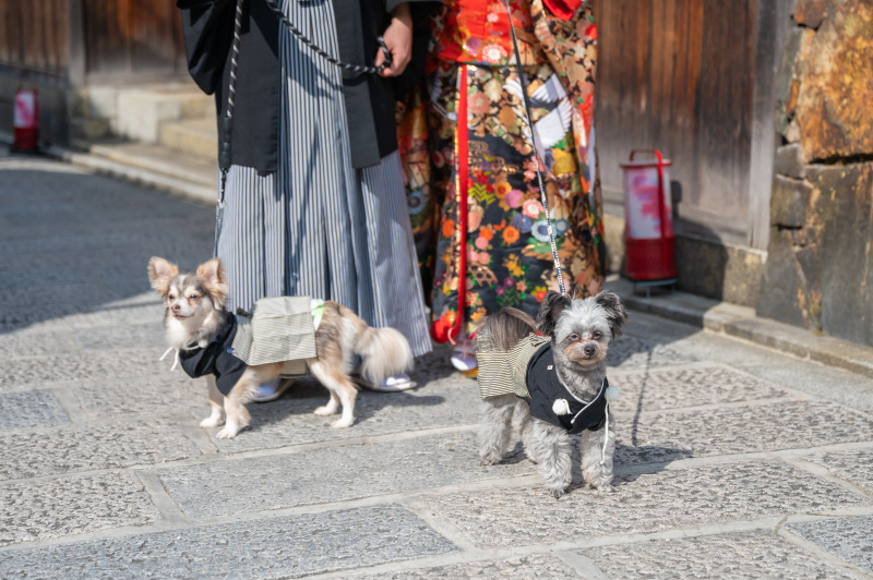 古都photo_ペットと一緒に撮影できる