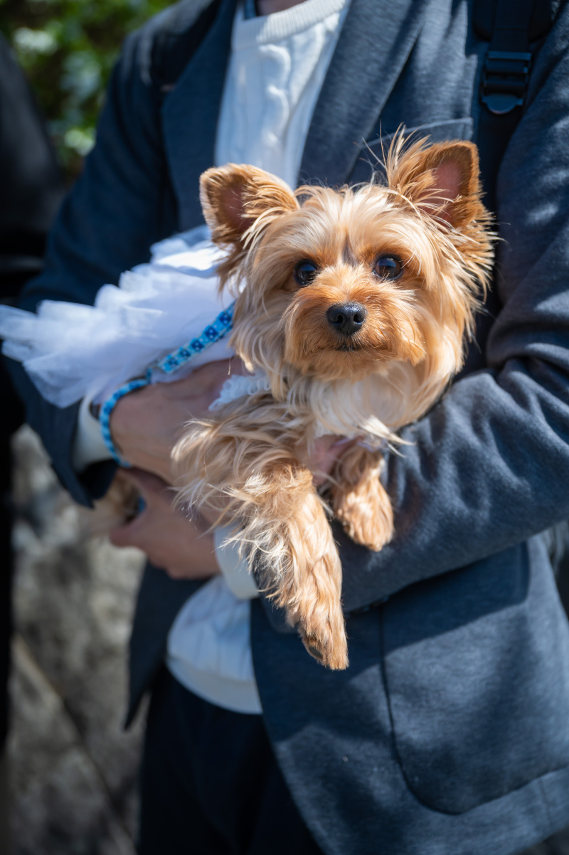 古都photo_ペットと一緒に撮影できる