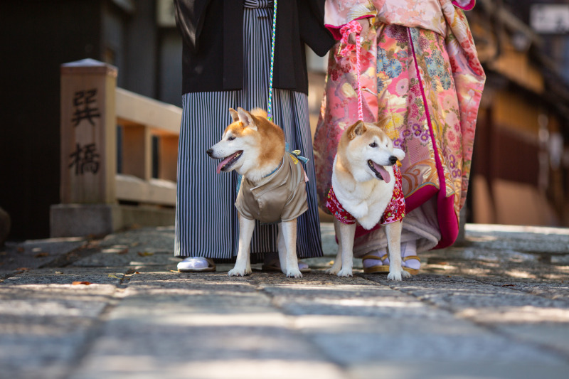 古都photo_ペットと一緒に撮影できる