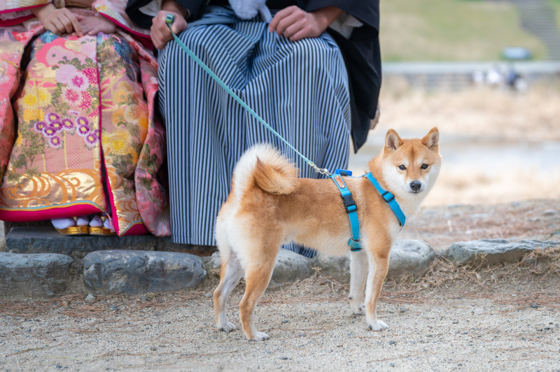 古都photo_ペットと一緒に撮影できる