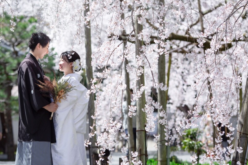 春の毘沙門堂で桜と撮影