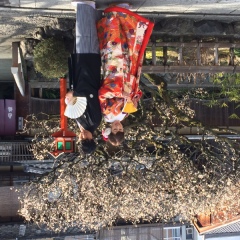 祇園の梅の花が美しいです。