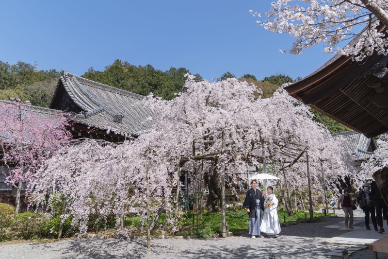 【GWも対象】まだ間に合う春撮影!5,000円OFFで叶う和装2点×ロケ2ヵ所プラン