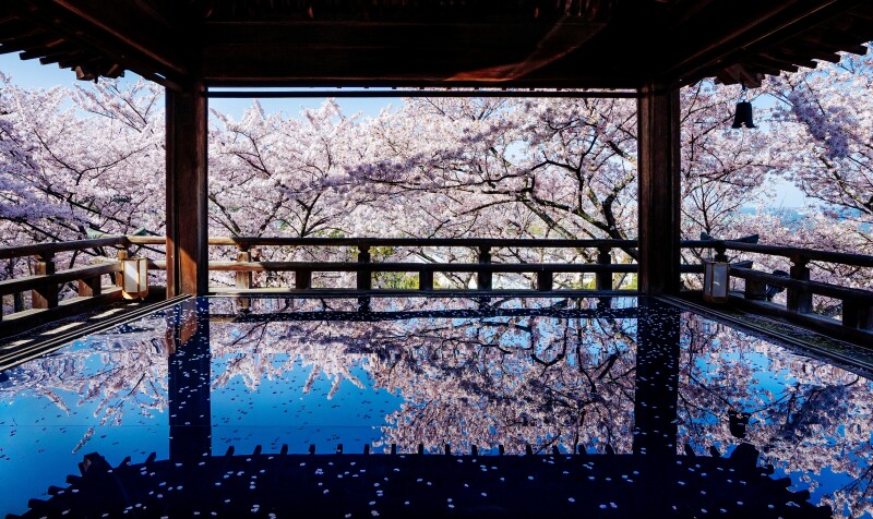 桜との贅沢な時間を過ごしていただけます