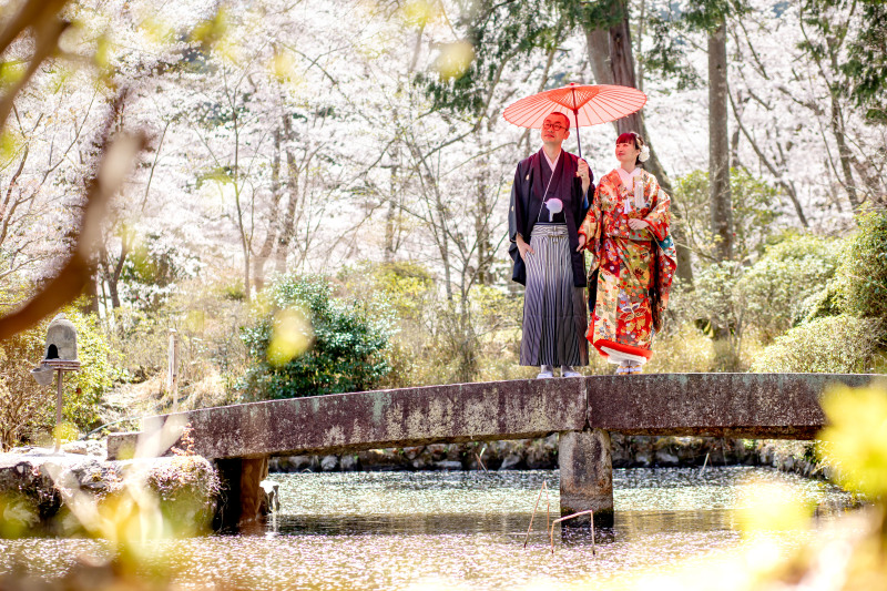 桜が見ごろを迎えています