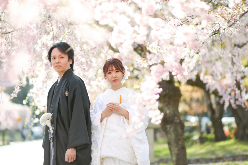 枝垂れ桜が見ごろを迎えています