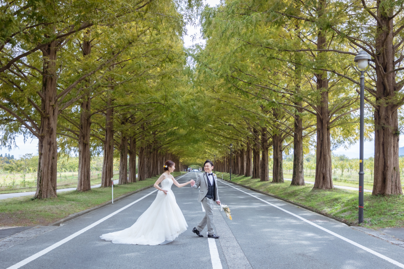 メタセコイヤ並木・琵琶湖撮影