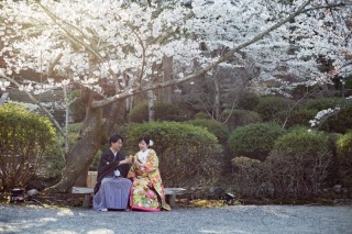 桜と結婚式の前撮り