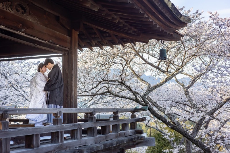 観月舞台の桜と撮影