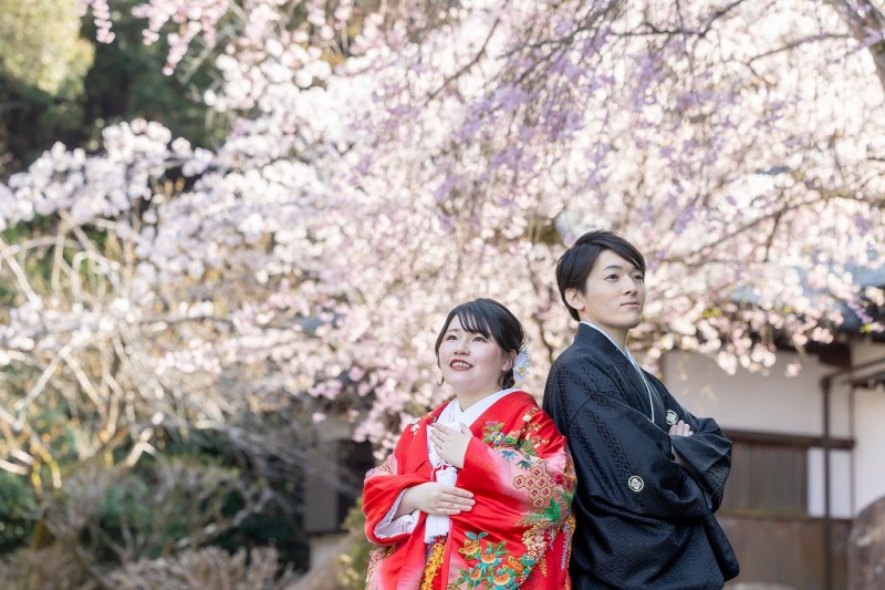 三井寺の桜は本当に綺麗です