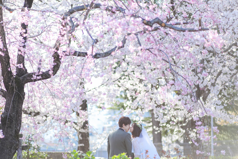 枝垂桜の下で桜に囲まれて・・・