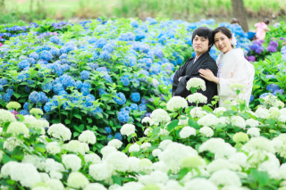 アジサイとロケーションフォト