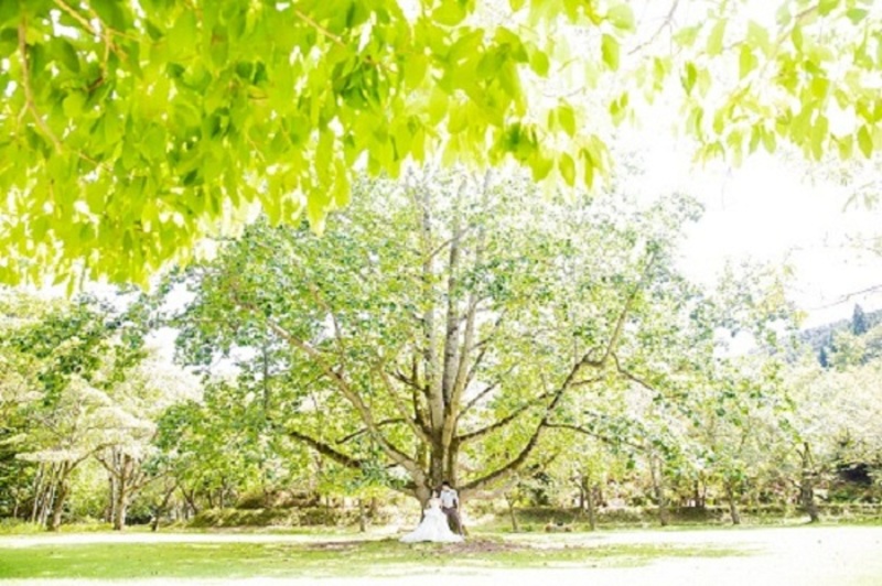 くつきの森のメインシンボルの木『ゆりの木』の下で